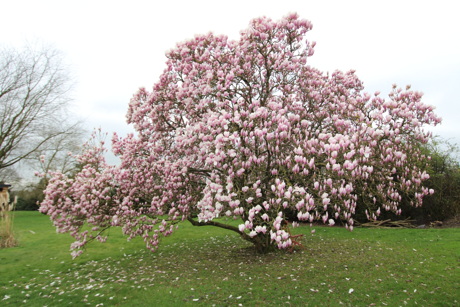 Blühende Magnolie im Frühling